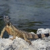 iguana_green_tf_gc_h_0189_cay1106.jpg